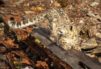 Himalaya Sow Leopard