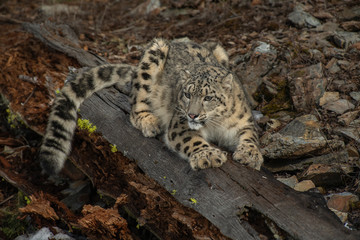 Fototapeta na wymiar Himalaya Sow Leopard