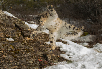 Himalaya Sow Leopard