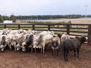 Confinamento, Nelore, Bovino