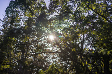 木漏れ日