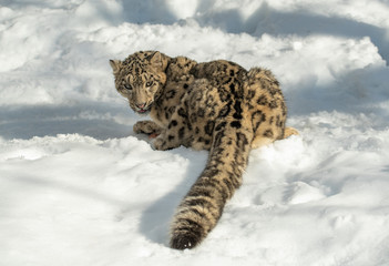 Himalaya Sow Leopard
