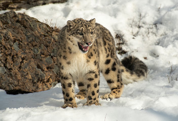 Himalaya Sow Leopard