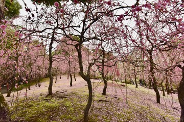 Obraz premium 京都の梅の城南宮
