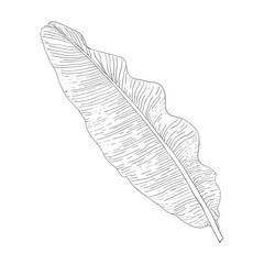 Black and white drawing of a leaf of a tropical plant