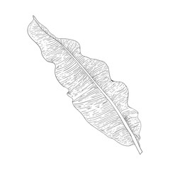 Black and white sketch of a banana leaf