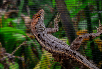 Lizard on Screen with Ok 