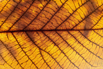 Close up of colorful maple leaf