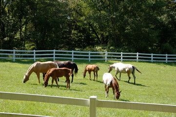 Naklejka premium herd of horses