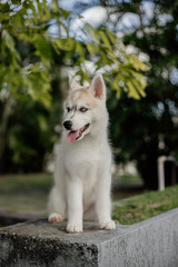 young siberian husky dog playing © rsaggin
