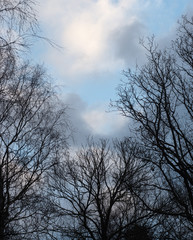 Fototapeta na wymiar Trees reaching for the sky