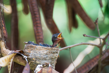 Baby birds waiting on their mother