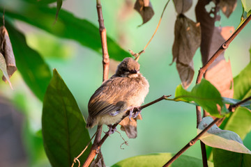 Baby birds waiting on their mother (Pycnonotus erythropthalmos)