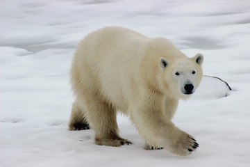 Obraz na płótnie Canvas Polar bear, Churchill, Manitoba, Canada