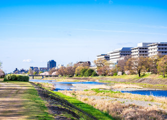 Obraz premium 春の京都 鴨川（丸太町橋付近）