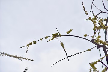 京都の梅の城南宮
