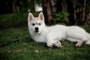 young siberian husky dog playing