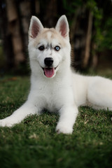 young siberian husky dog playing