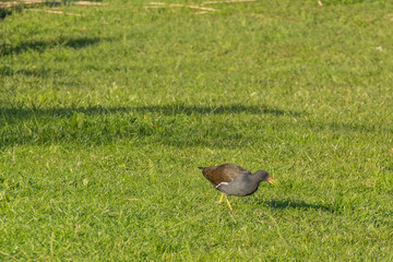 bird common moorthen or gallinula chloropus eating grass