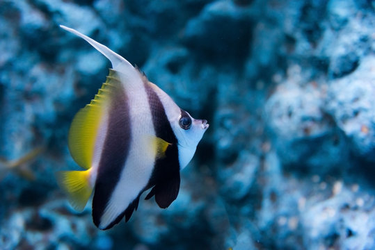 coral reef fishes in the water. beautiful underwater photos
