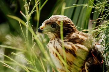 young hawk bird
