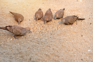 Zebra Dove ,Peaceful Dove eating on beach