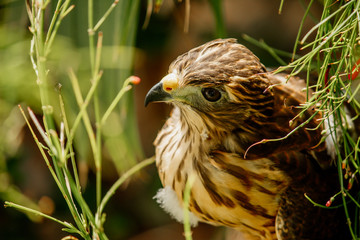 young hawk bird