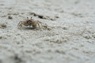 little white crab on sand closeup shot