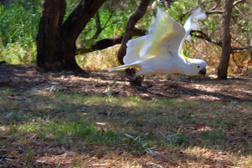 White cockatoo in Australia