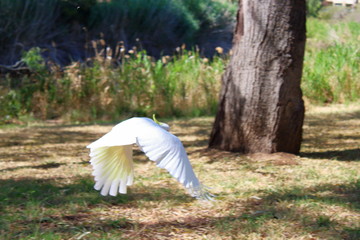 White cockatoo in Australia
