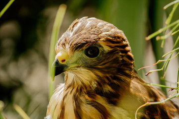 young hawk bird