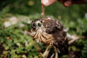 young hawk bird