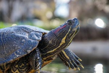 Turtle at Pond