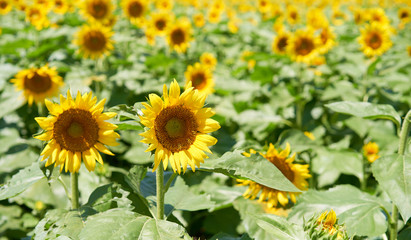 満開のひまわり