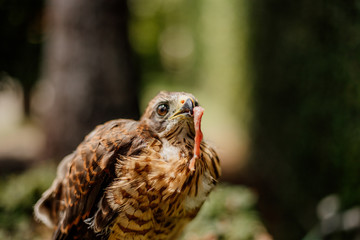 young hawk bird