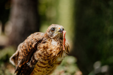 young hawk bird