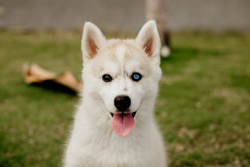 young siberian husky dog playing