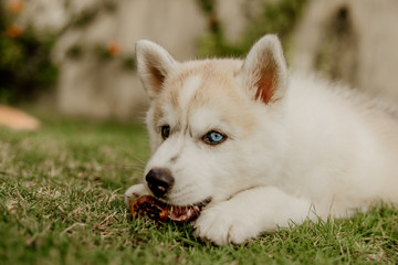 young siberian husky dog playing