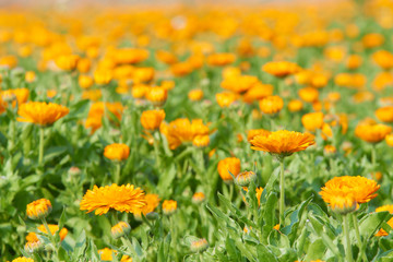 一面に咲くキンセンカの花畑（オレンジ色）
