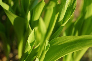 Lilies of the valley, green leaves, background.