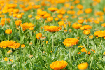一面に咲くキンセンカの花畑（オレンジ色）