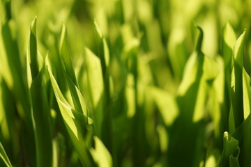 Convallaria majalis - Lilly of the valley growing in the spring forest.