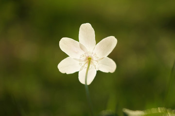 Windflower (Anemone nemorosa), close up image of the flower.