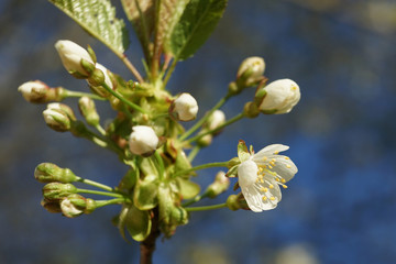 Fruit tree blossom in garden close-up.