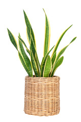 Sansevieria trifasciata or Snake plant in pot isolated on white,clipping path