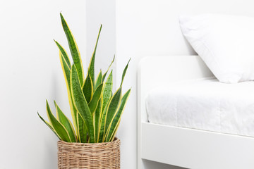 Sansevieria trifasciata or Snake plant in bedroom