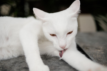 domestic white cat 
