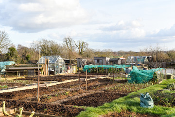 Allotment plot or community garden shared by multiple owners to grow your own vegetables and food