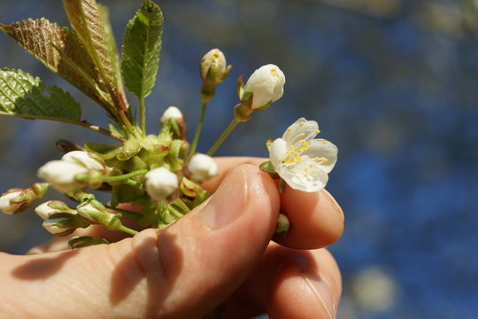 A Tree branch with frukt blossom in hand.