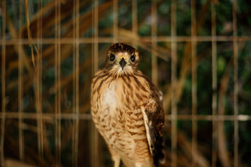 young hawk bird